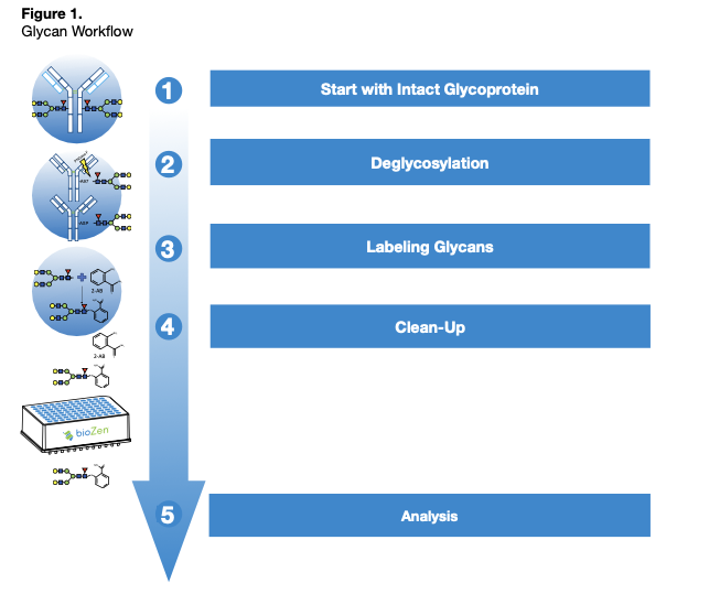 N-Glycan Sample Prep Workflow